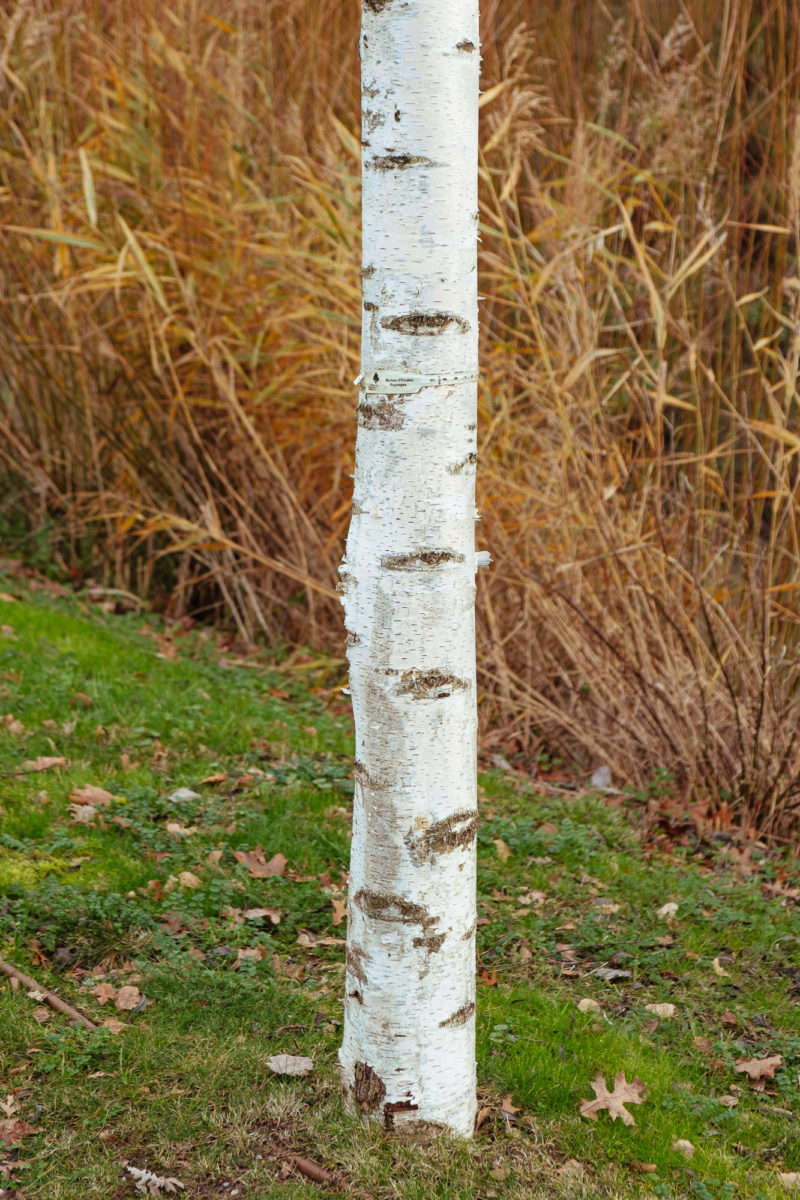 Tronc d'arbre avec herbe